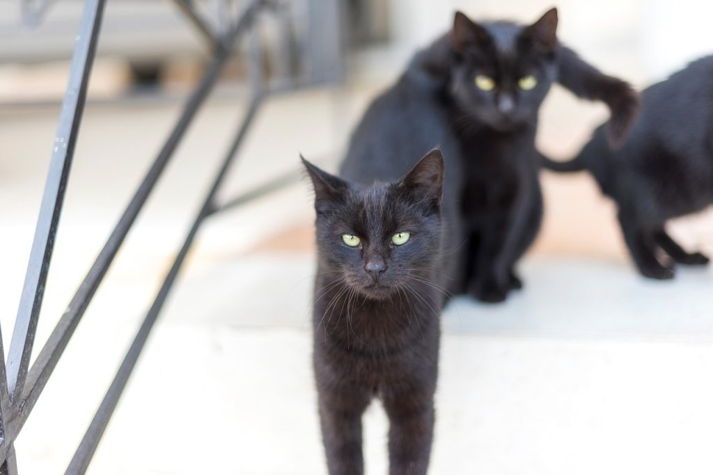 La superstition et pourquoi les gens croient à l’incroyable